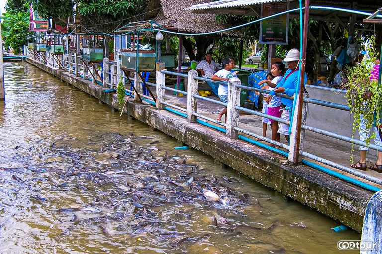 Кормим рыб в Бангкоке